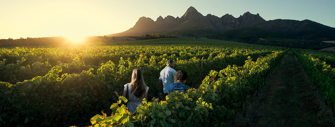 Menschen spazieren bei Sonnenuntergang durch die Weinreben