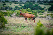 Kuhantilope im Addo