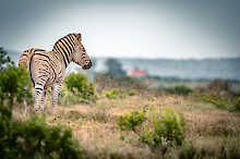 Zebra steht alleine im Addo