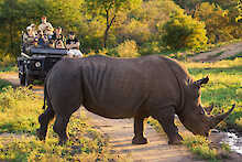Nashorn auf Pirschfahrt entdeckt