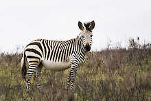 Schwangeres Zebra im Botlierskop-Wildschutzgebiet