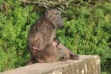 Affe mit Jungtier