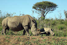 Nashorn mit Jungtier im Hluhluwe-iMfolozi-Wildschutzgebiet