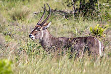 Wasserbock im iSimangaliso-Wetland-Park