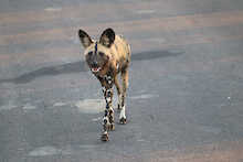Afrikanischer Wildhund auf der Straße