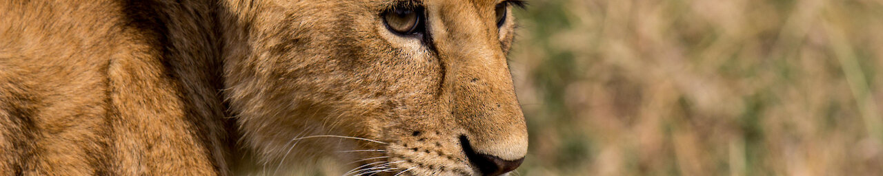 Kleiner Löwe guckt zur Seite