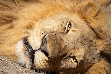 Nahaufnahme eines müden Löwen im Hwange-Nationalpark