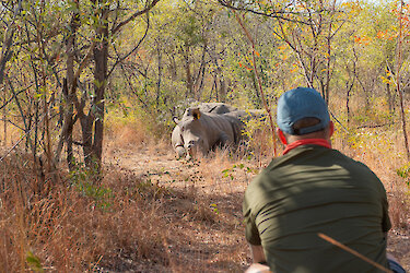 Nashorn bei einer Fußpirsch im Matobo-Nationalpark