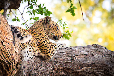Leopard im Baum