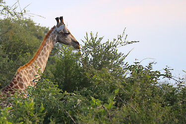 Giraffe zwischen den Büschen