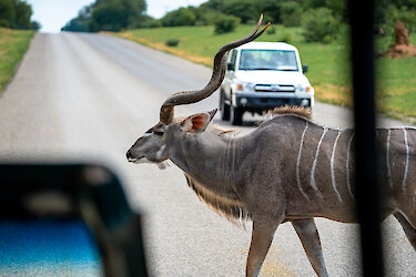 Kudu überquert Straße