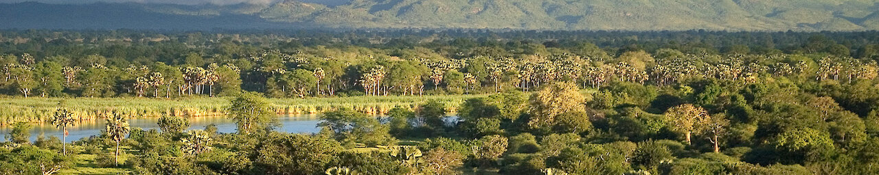 Landschaft mit Palmen und Bergkette im Hintergrund