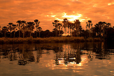 Sonnenuntergang hinter Palmen am Fluss