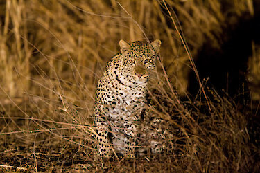 Leopard sitzt im hohen Gras