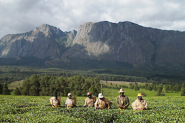 Männer in Teefeldern am Mulanje-Massiv