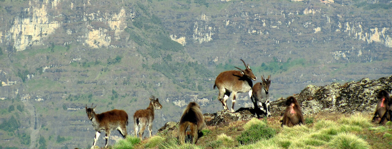 Simien-Nationalpark