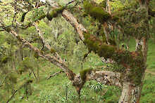 Bäume Bale Mountains Nationalpark