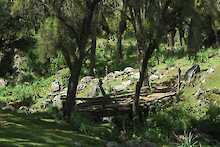 Wald Bale Mountains Nationalpark