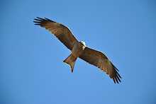 Vogel im Nationalpark