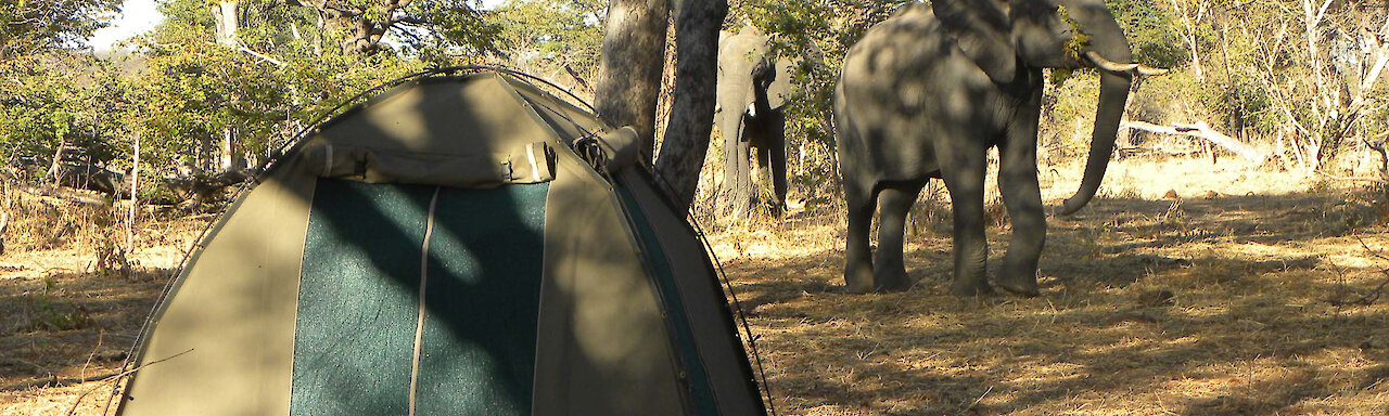 Elefanten grasen hinter dem Kuppelzelt