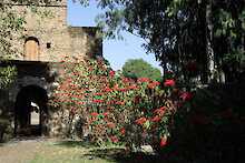 Tempel und Pflanzen