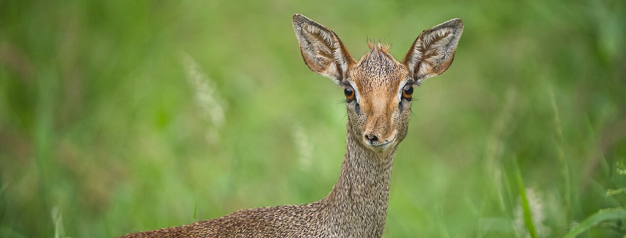Tsavo-West-Nationalpark