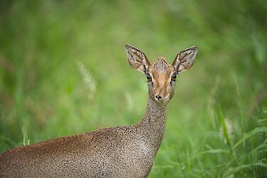 Tsavo-West-Nationalpark