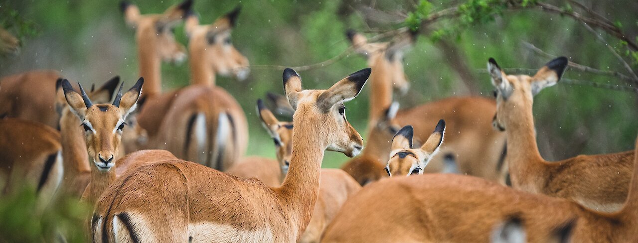 Tsavo-Ost-Nationalpark
