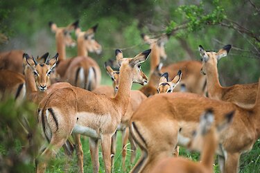 Tsavo-Ost-Nationalpark