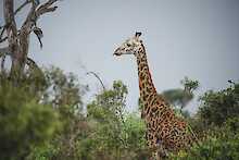 Giraffe