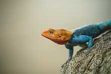 Agama-Eidechse