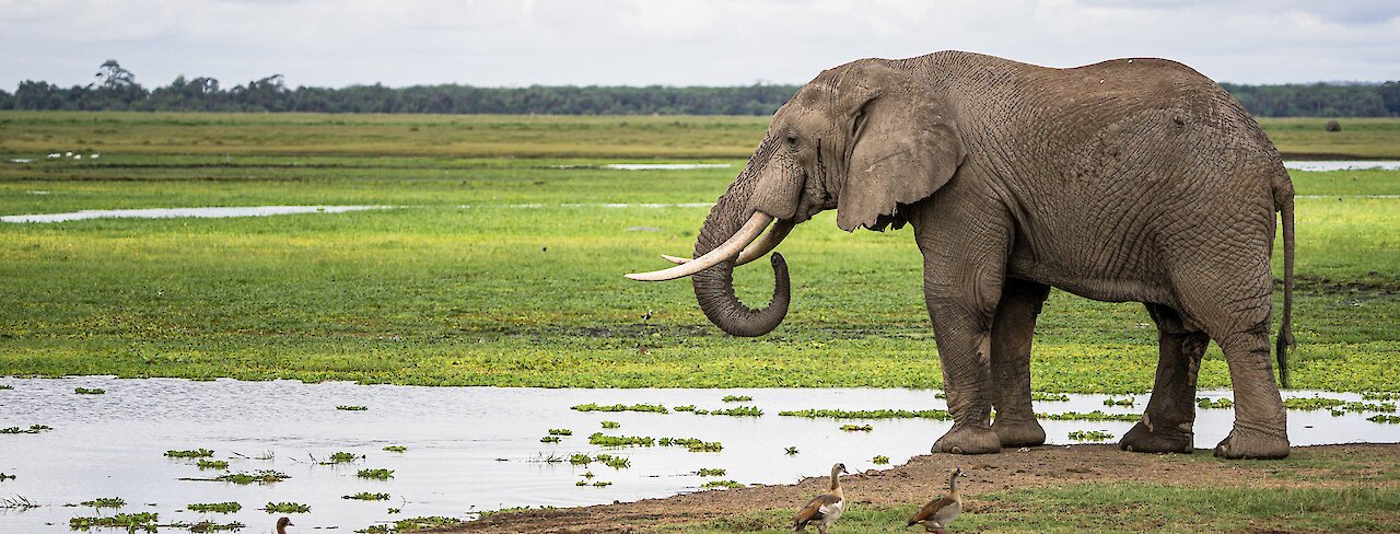 Amboseli-Nationalpark