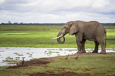 Amboseli-Nationalpark