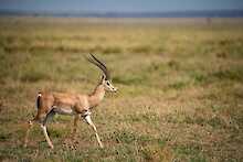 Gazelle