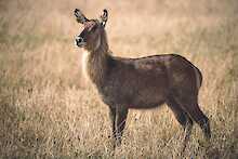 Wasserbock