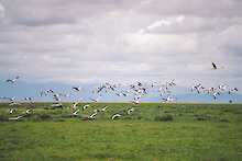 Vögel