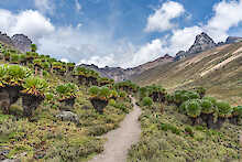Blick auf Mount Kenya Nationalpark