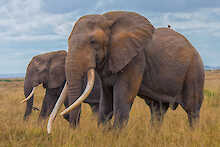 Elefanten beim Mount-Kenya