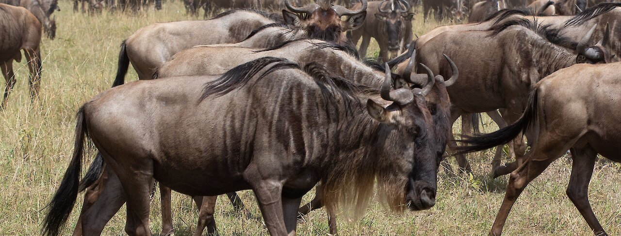 Massai Mara