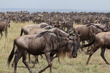 Massai Mara