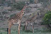 Giraffen