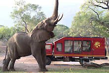 Elefant streckt sich vor dem Safari Truck in die Höhe