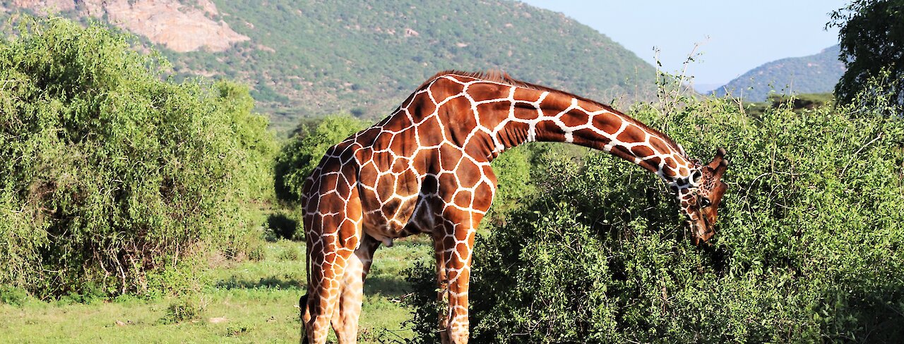 Samburu‑Schutzgebiet