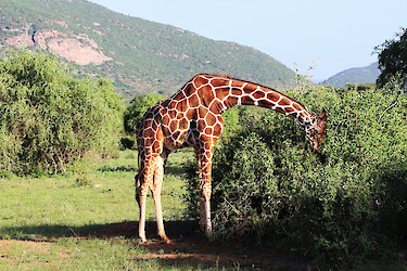Samburu‑Schutzgebiet