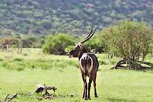 Antilope