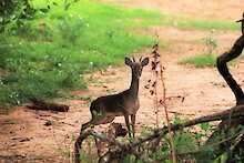 Dikdik