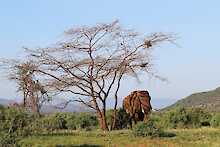 Elefant