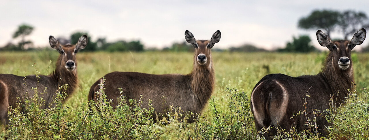 Meru-Nationalpark