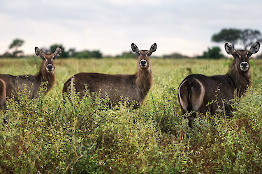 Meru-Nationalpark