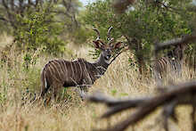 Kudu im Nationalpark
